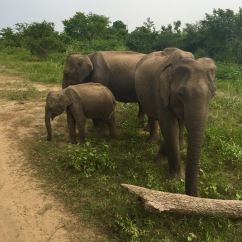 Sri Lanka Udalawawe National Park