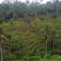 Bali Tegalalang Rice Terrace